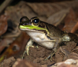 Vaillant's frog Vaillant's frog