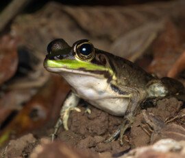 Vaillant's frog Vaillant's frog