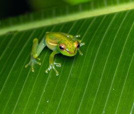 Tapir Valley Tree Frog 4t3a4424
