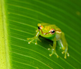 Tapir Valley Tree Frog 4t3a4428
