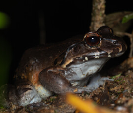 Bullfrog 4t3a4467