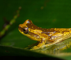 Hour Glass Tree Frog 4t3a4477