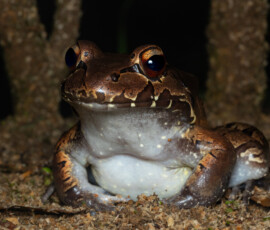 Bull Frog Bull Frog