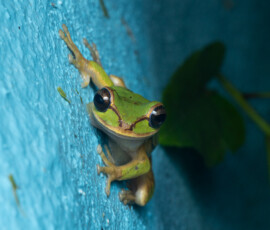 New Granada cross-banded tree frog 4t3a4486