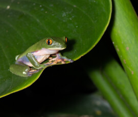 Golden-Eyed Tree Frog 4t3a6240