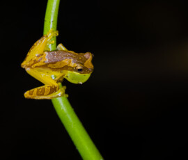 Hour Glass Tree Frog 4t3a8962