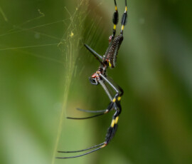golden silk orb-weaver golden silk orb-weaver