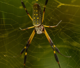 golden silk orb-weaver golden silk orb-weaver