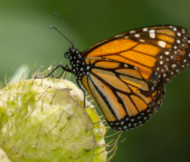 Monarch Butterfly Monarch Butterfly