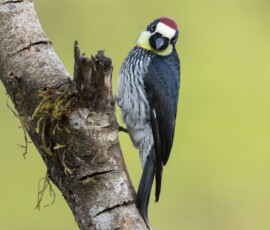 Acorn Woodpecker 4t3a0030
