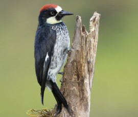 Acorn Woodpecker 4t3a0049