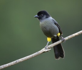Yellow-thighed Brushfinch 4t3a0131