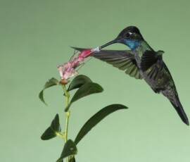 Talamanca Hummingbird 4t3a0148