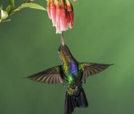 Fiery-throated hummingbird 4t3a0540