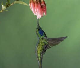 Lesser Violetear 4t3a0554