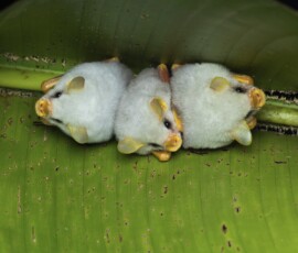 Honduran White Bat 4t3a3979