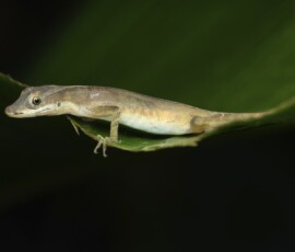 Anole Lizard 4t3a4044