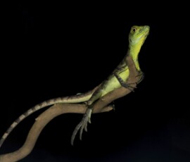 Young Green Basilisk 4t3a4050