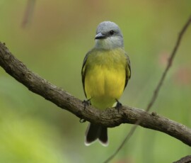 Tropical Kingbird 4t3a5802