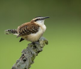 Rufous-napped Wren 4t3a5891