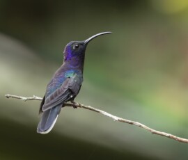 Violet Sabrewing 4t3a6389