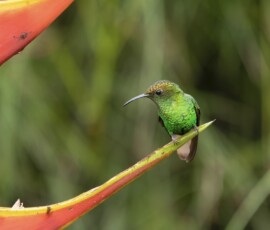 Coppery-headed Emerald 4t3a6406
