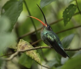 Green Hermit 4t3a6478