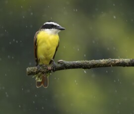 Great Kiskadee 4t3a6532