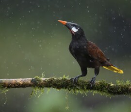 Montezuma Oropendola 4t3a6536