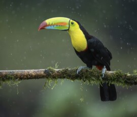 Keel-Billed Toucan 4t3a6551