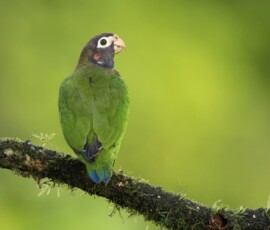 Brown-hooded Parrot 4t3a6730