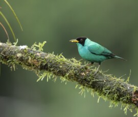 Green Honeycreeper 4t3a6782