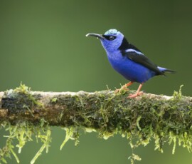Red-legged Honeycreeper 4t3a6785