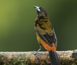 Scarlet-rumped Tanager 4t3a6798