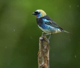 Golden-hooded Tanager 4t3a6803