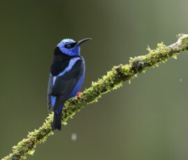 Red-legged Honeycreeper 4t3a6812