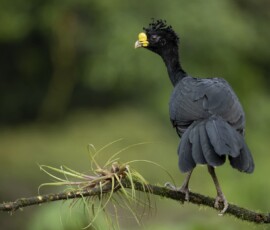 Great Curassow 4t3a6878
