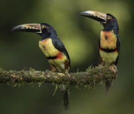 Collared Aracari 4t3a6925