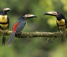 Collared Aracari 4t3a6952 edit