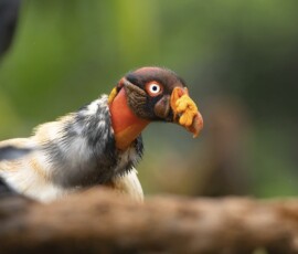 KIng Vulture 4t3a7054