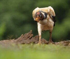 KIng Vulture 4t3a7055