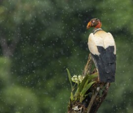 KIng Vulture 4t3a7302