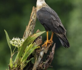 Crested Caracara 4t3a7332
