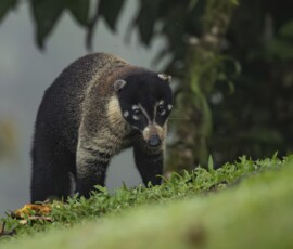 Coati 4t3a7954