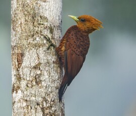 Chestnut-coloured Woodpecker 4t3a7992
