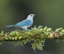 Blue Tanager 4t3a8082