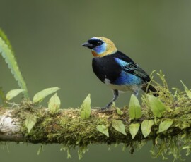 Golden-hooded Tanager 4t3a8109 edit