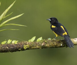 Black-cowled Oriole 4t3a8133