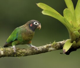 Brown-hooded Parrot 4t3a8182