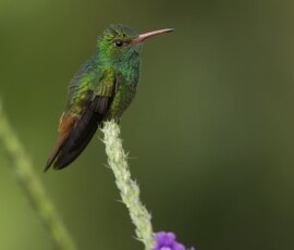 Roufous Tailed Hummingbird 4t3a8205
